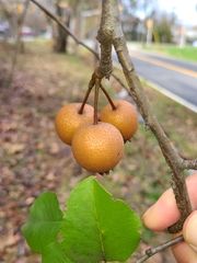 Pyrus pyrifolia