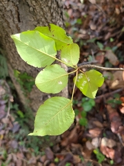 Pyrus pyrifolia