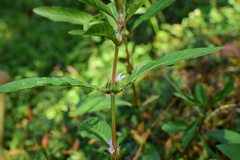 Hygrophila ringens