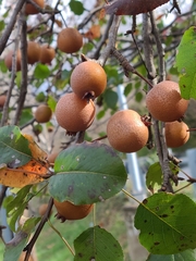 Pyrus pyrifolia