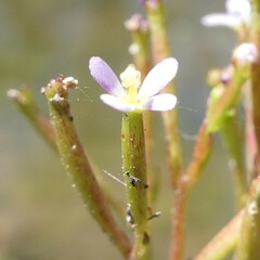 Stylidium despectum