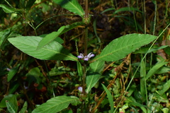 Hygrophila ringens