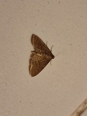 Herpetogramma licarsisalis