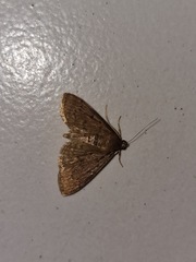 Herpetogramma licarsisalis