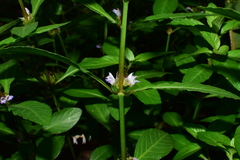 Hygrophila ringens