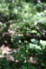 Actaea dahurica