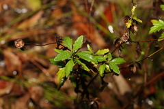 Centratherum riparium