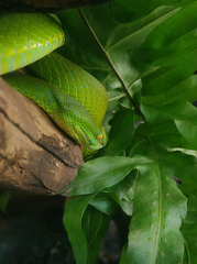 Trimeresurus albolabris