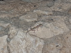 Ptyodactylus