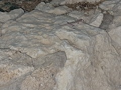 Ptyodactylus