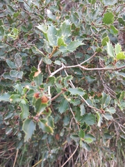 Quercus