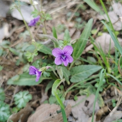 Viola mandshurica