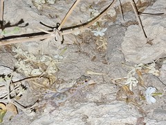Ptyodactylus