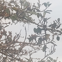 Spinus xanthogastrus