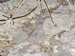 Ptyodactylus