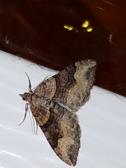 Xanthorhoe defensaria