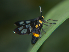 Amata sperbius