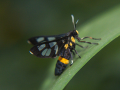 Amata sperbius