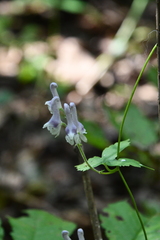 Aconitum alboviolaceum