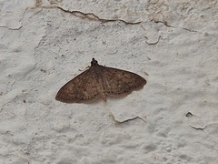 Herpetogramma licarsisalis