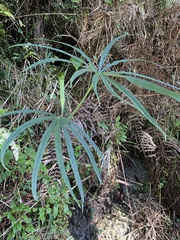 Arisaema consanguineum