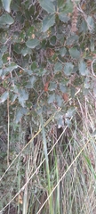 Quercus coccifera