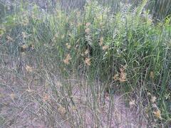 Cyperus articulatus