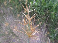 Cyperus articulatus
