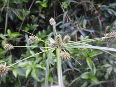 Cyperus cyperoides