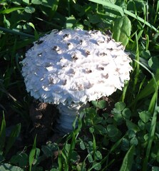 Saproamanita vittadinii