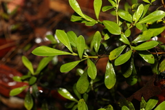 Psychotria daphnoides