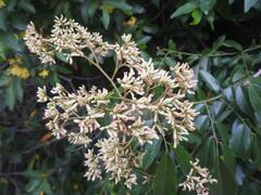 Dalbergia obovata