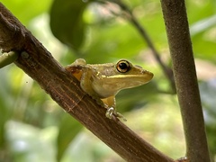 Chalcorana chalconota