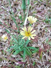 Ixeris chinensis