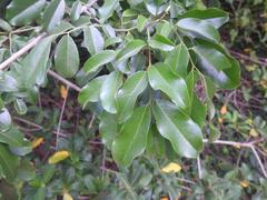 Dalbergia obovata