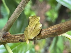 Chalcorana chalconota