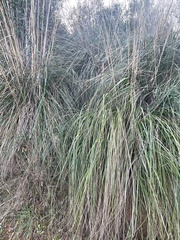 Ampelodesmos mauritanicus