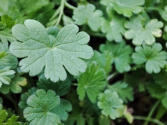 Geranium molle