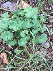 Geranium rotundifolium