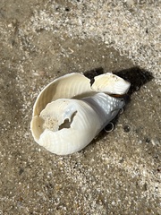 Semicassis granulata