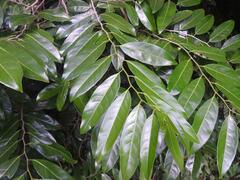 Sclerocroton integerrimus