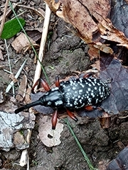 Heilipodus erythropus