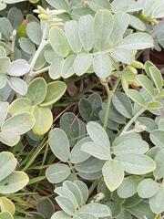 Sophora inhambanensis