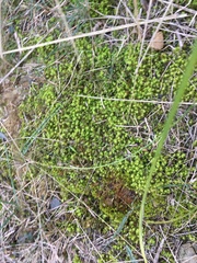 Tortella