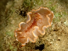 Glossodoris rufomarginata