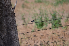 Acanthiza uropygialis