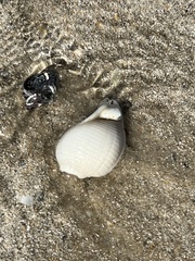 Semicassis granulata