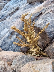 Verbascum sinaiticum