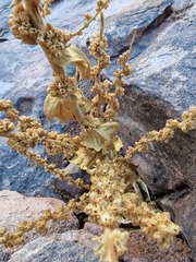 Verbascum sinaiticum