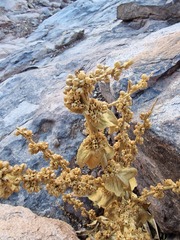 Verbascum sinaiticum